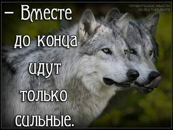Pin on Статусы про волков