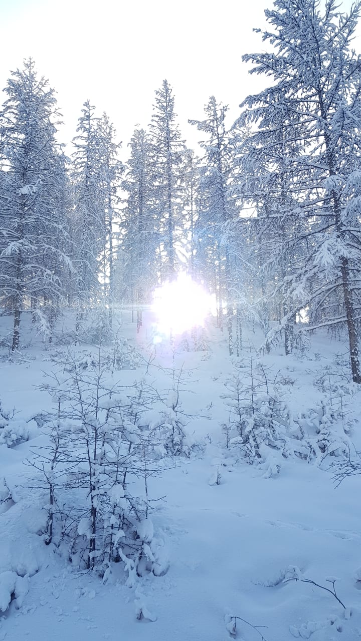 Сквозь частокол чувств...