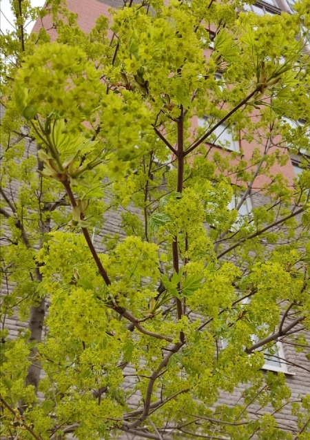 Клён цветёт