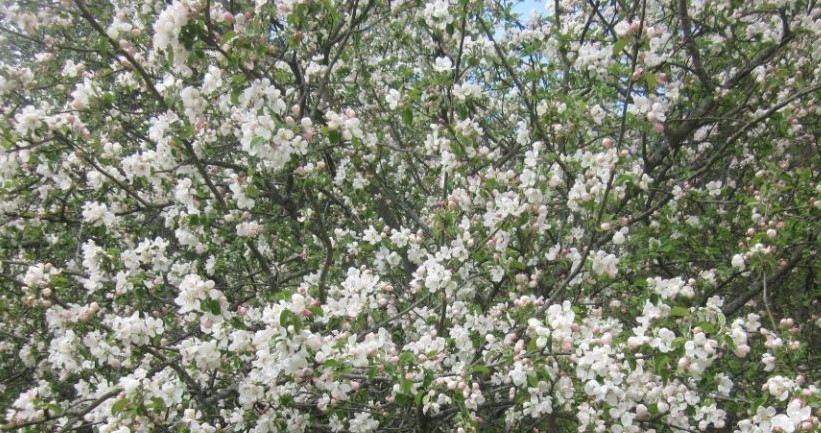 О, как прекрасен у природы миг цветения!