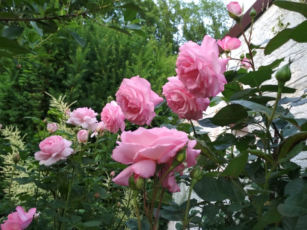 Весенних мыслей водопад