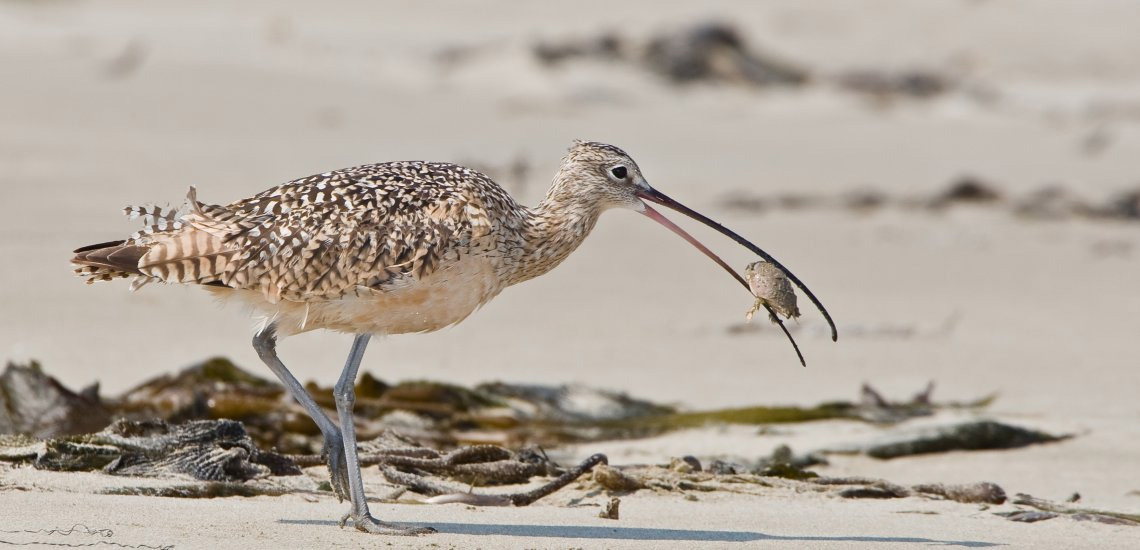 Длинноклювый кроншнеп