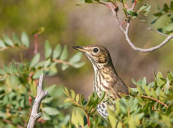 Пернатый дачник