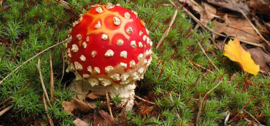 Рядовки и мухомор. Считалка, подвижная игра