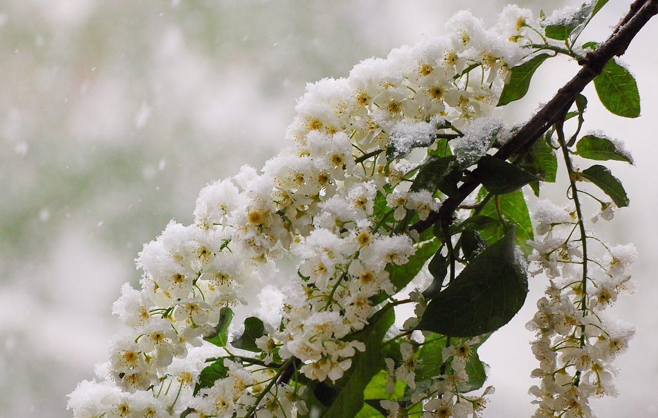 Черёмуховый Рай