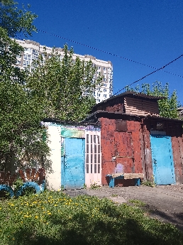 Одуванчики