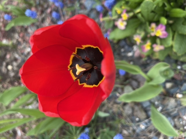 Веры Глоток