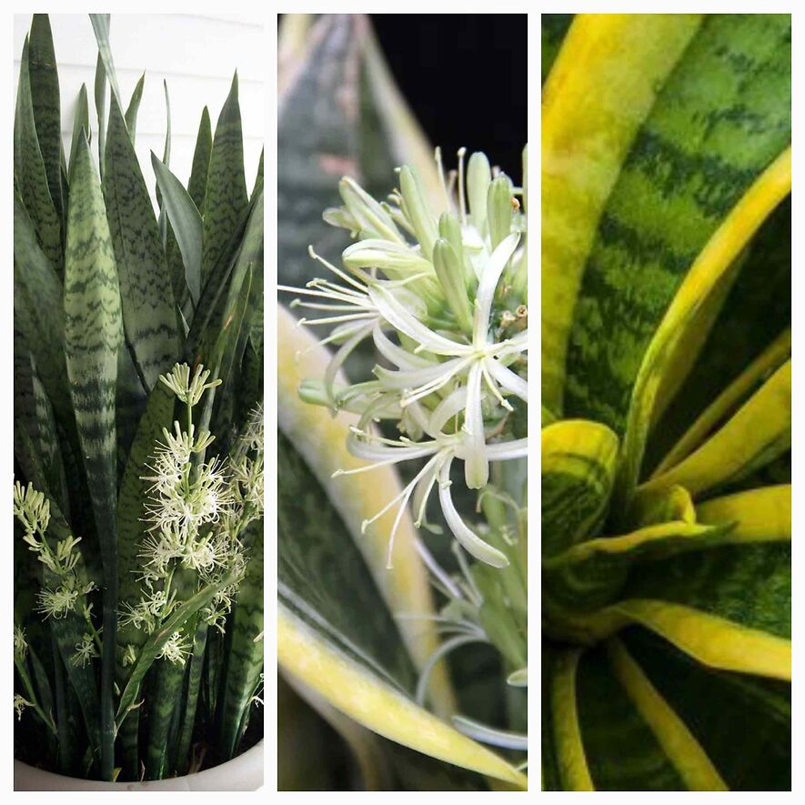 Сансевиерия