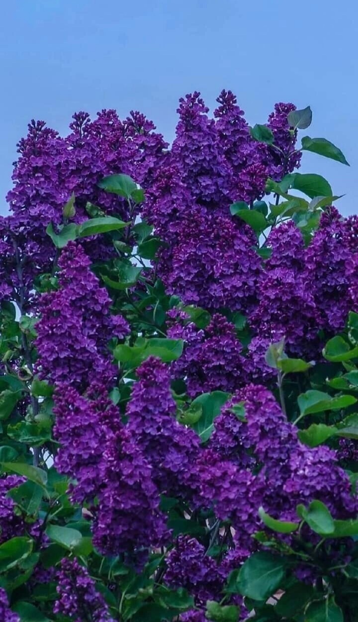 Сирень Syringa