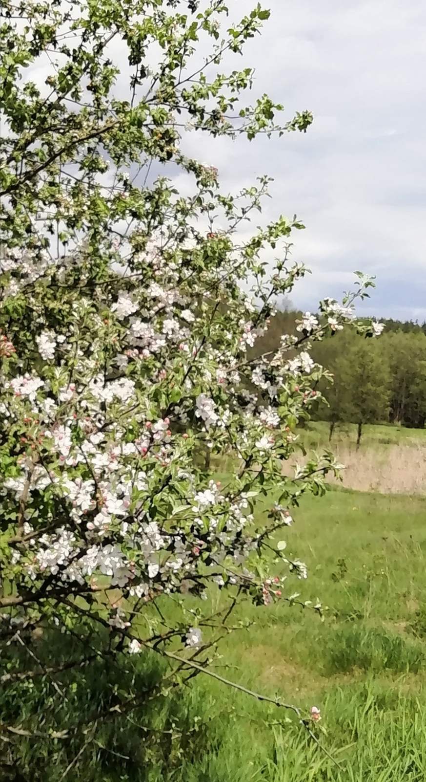 Как утро расцветает незаметно...