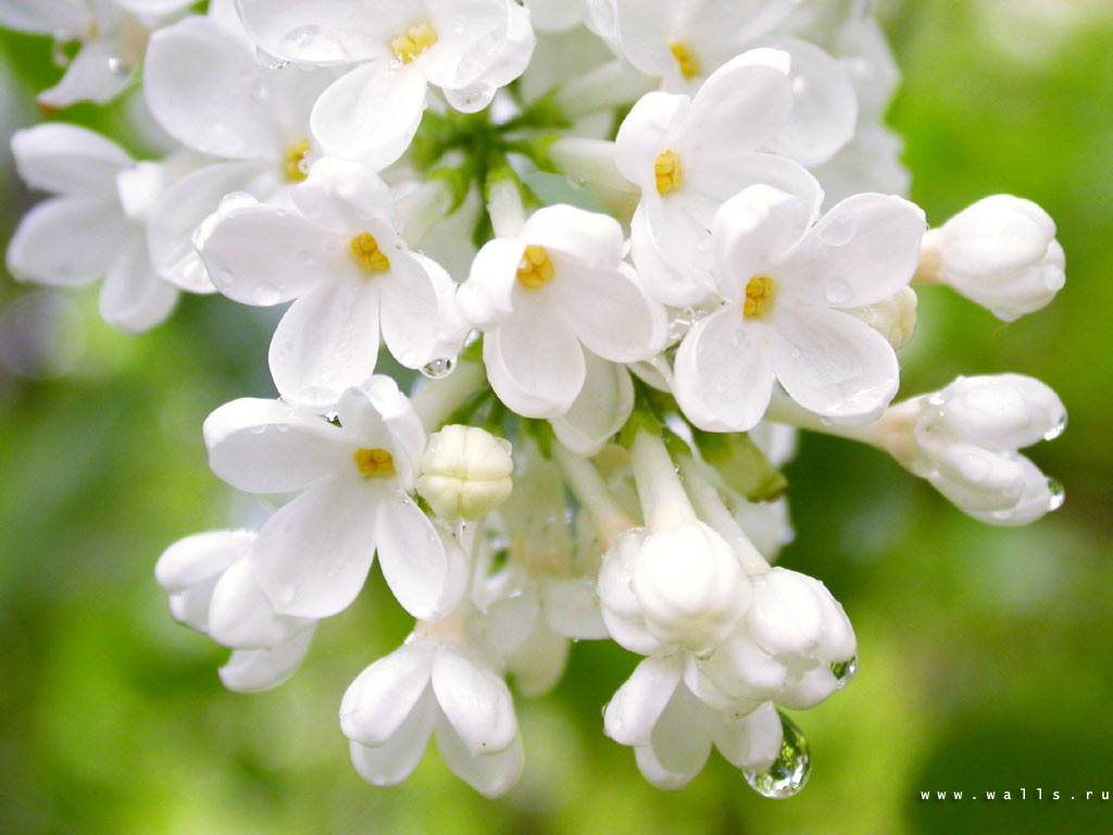 Опять весна