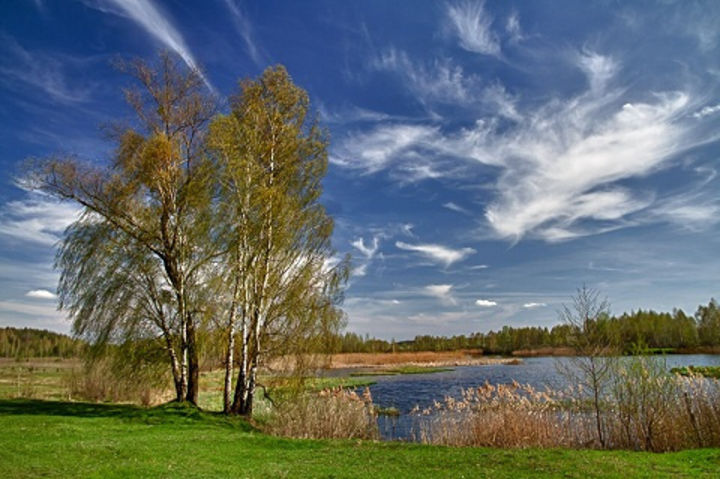 опушка леса. заря утренняя и заря вечерняя. дерево на ветру. погода стояла безветренная и ржаное. ветреная весна.