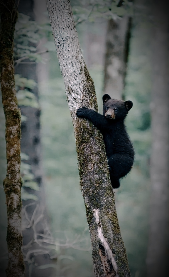 Страшная сказка
