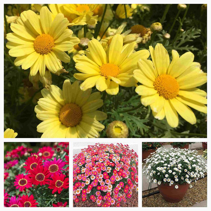 Аргирантемум,