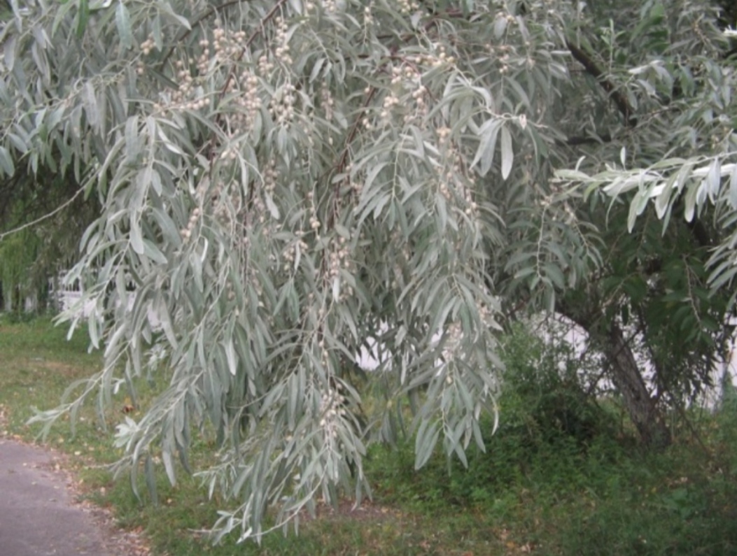 Дерево похожее на иву. Лох узколистный кустарник. Лох серебристый узколистный серебристый. Лох узколистный (Elaeagnus angustifolia). Лох серебристый (Elaeagnus commutata).