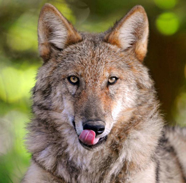 The unique ecology of human predators EurekAlert!