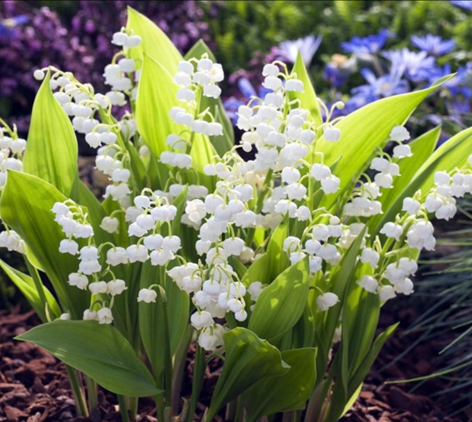 Сирень и ландышей жемчужины