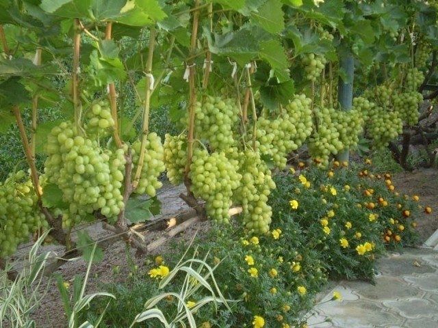 Хочешь стану садом