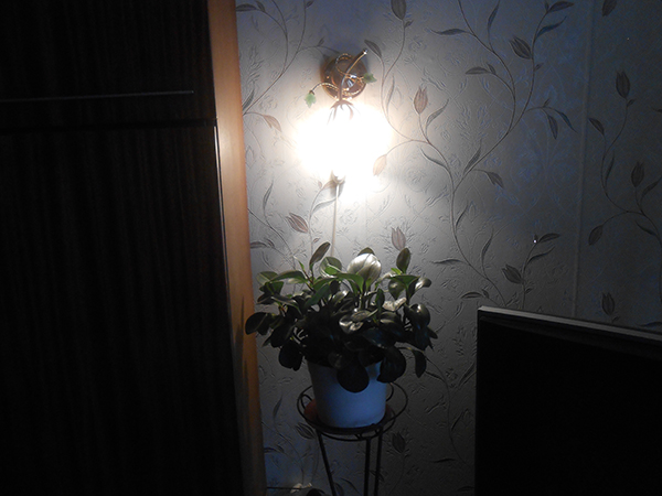 Комнатный цветок