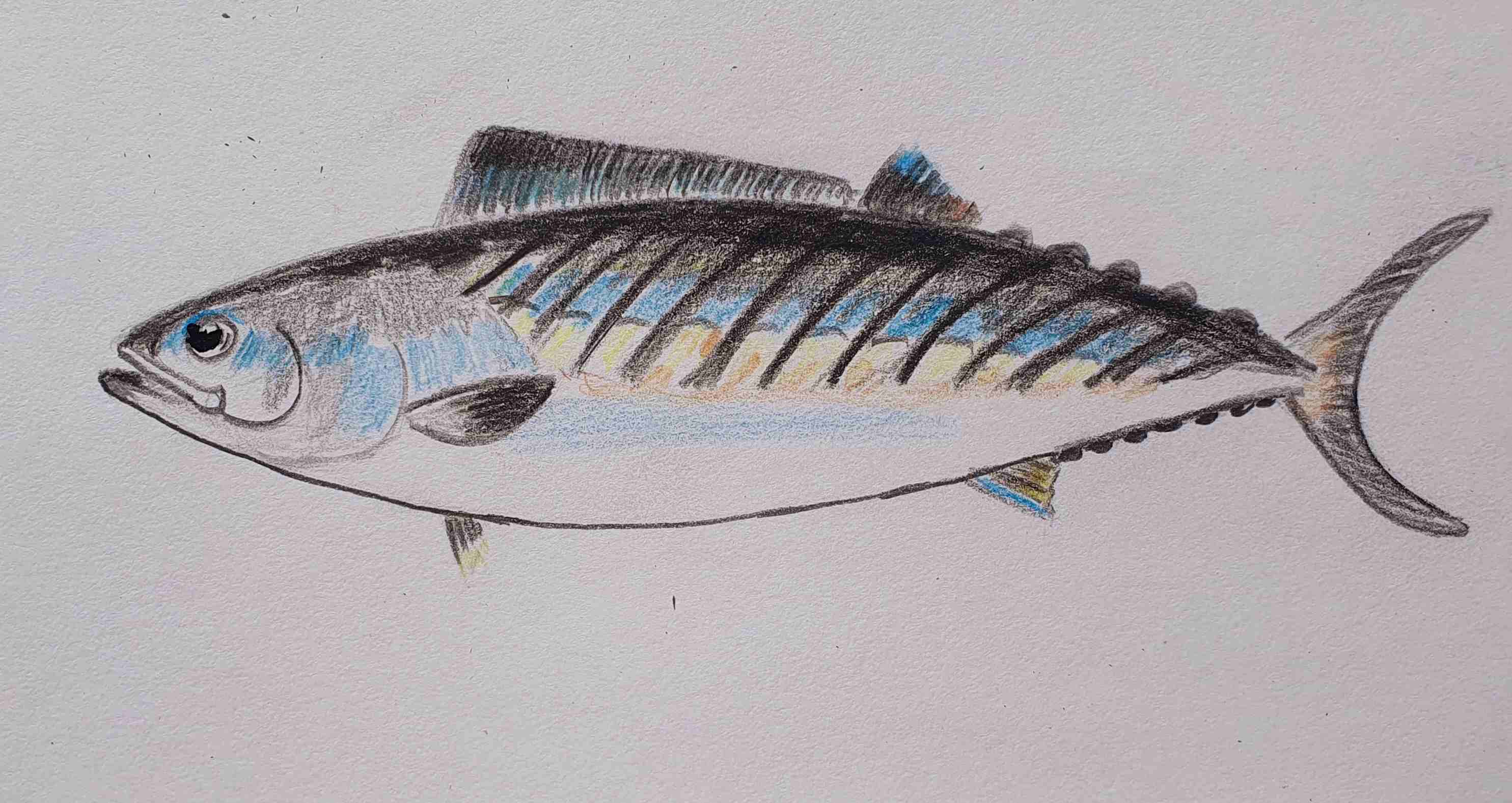 Пеламида атлантическая