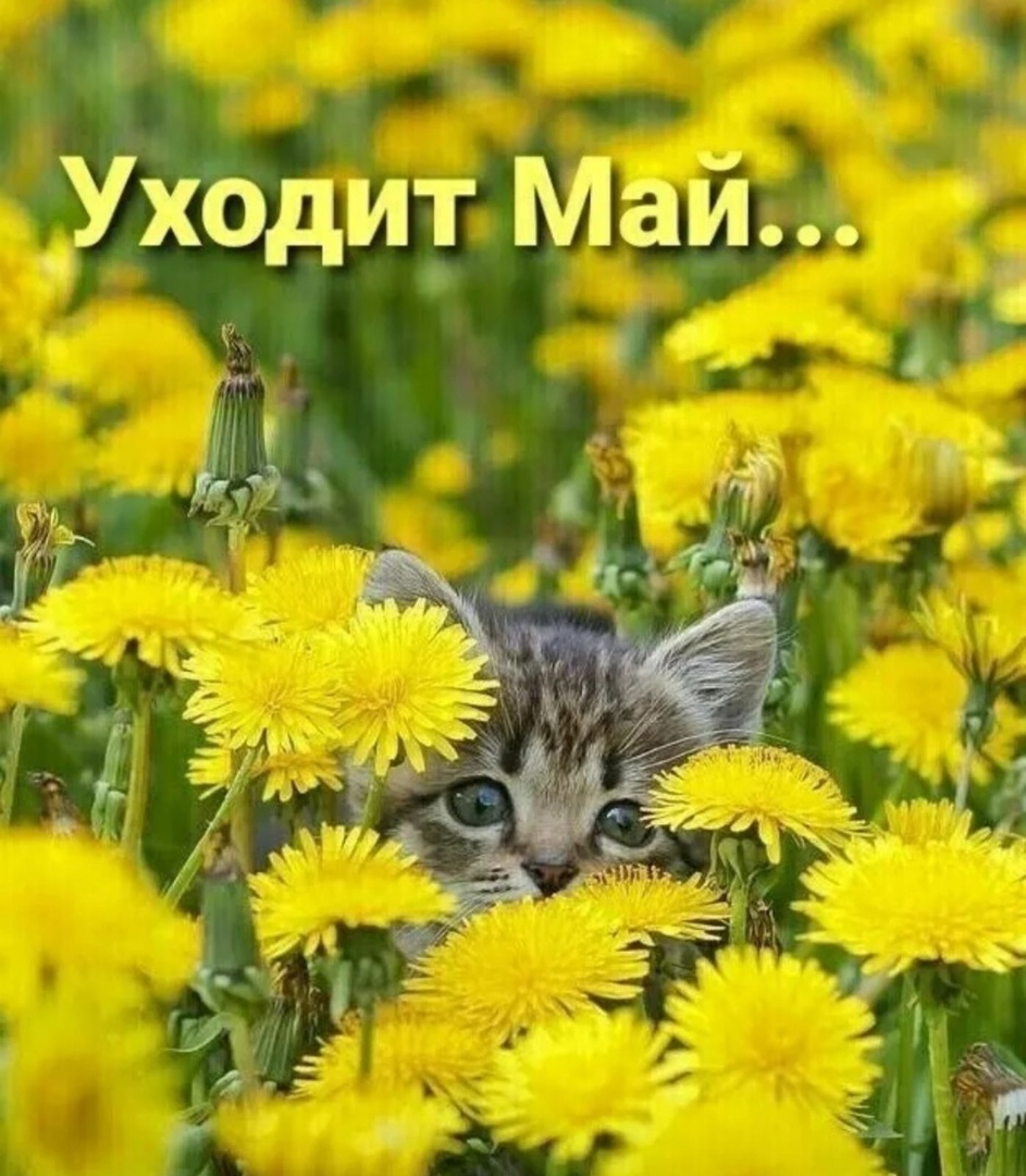 Котик в одуванчиках