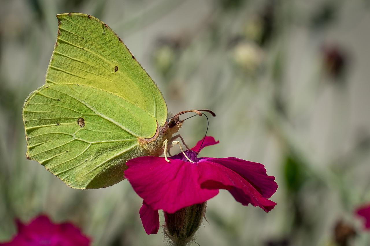 И бабочка как листик первочасный