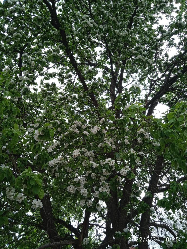 Яблони цветут...