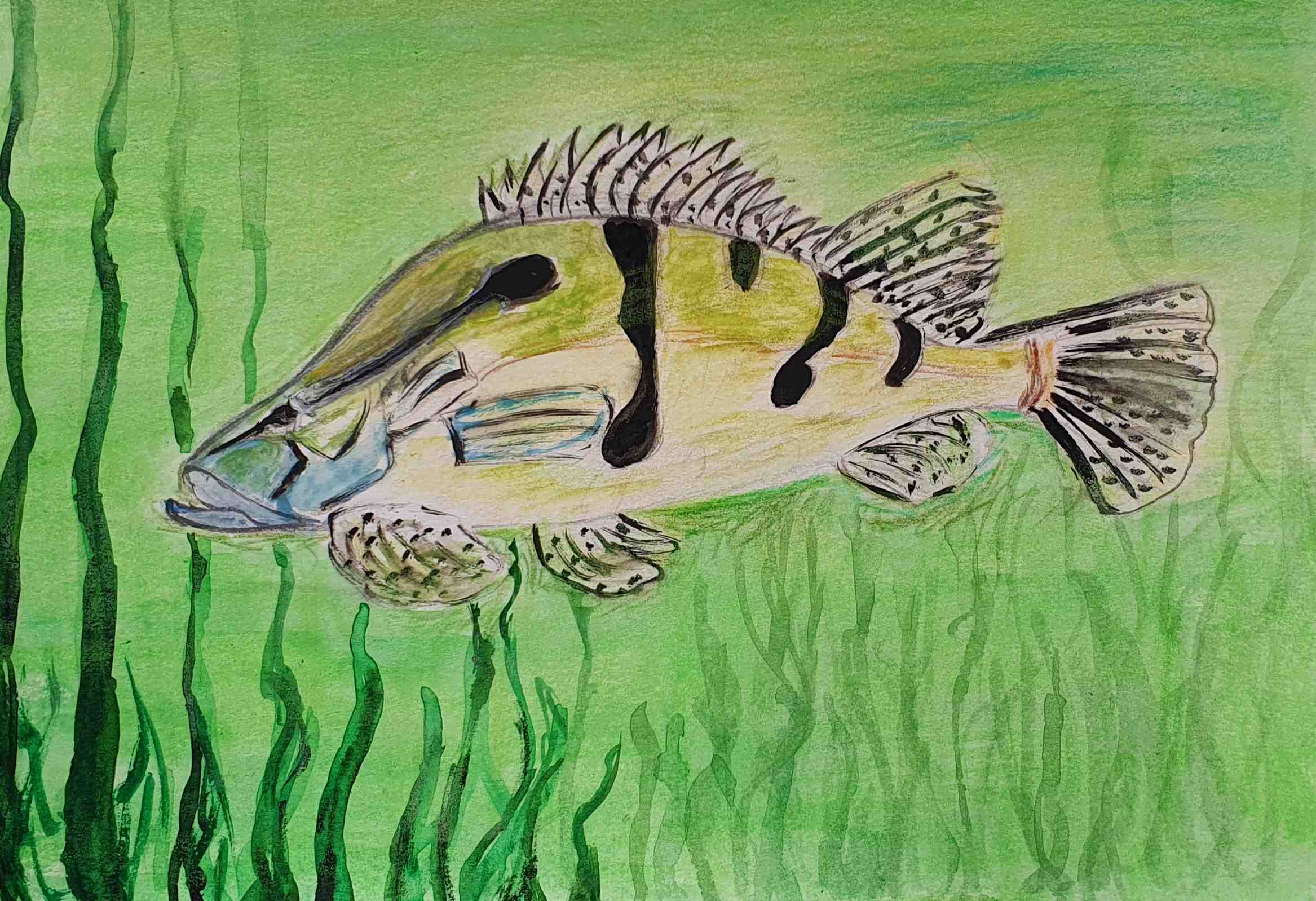 Окунь - ауха