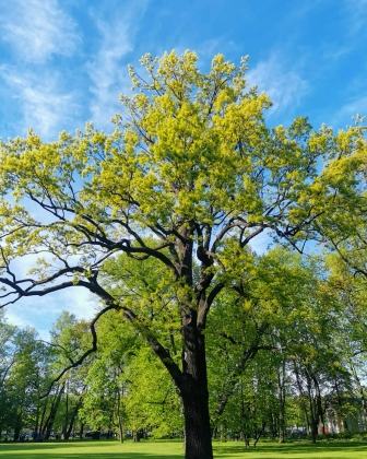 А за окном был месяц май