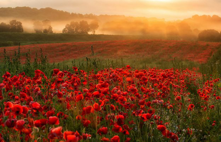 Лето красное сладкое лето