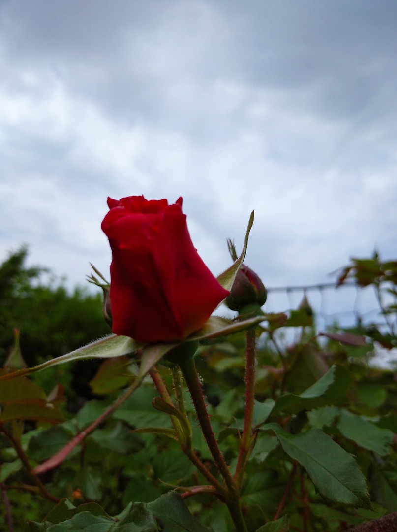 Июнь. Акростих зеркальный