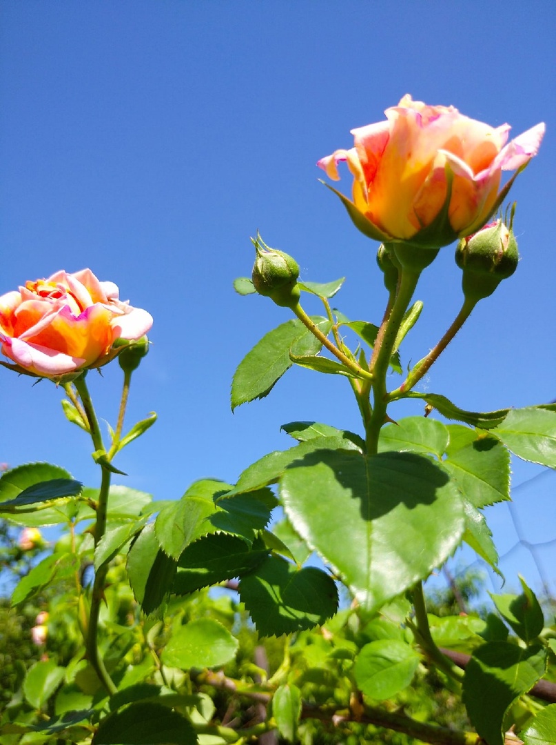 Здравствуй, лето!