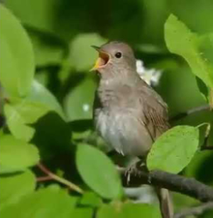 Не он ли - проказник