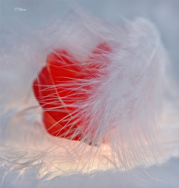 Сердце мое как музей