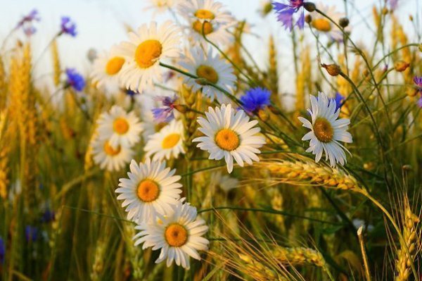 Ромашка белая