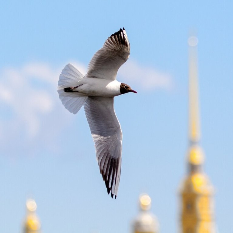 Чайка санкт петербург