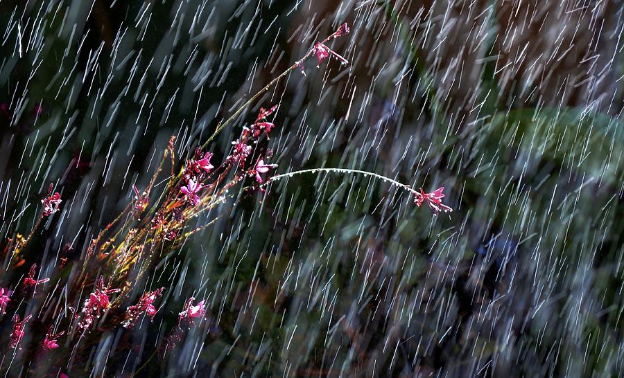 Rain Florance