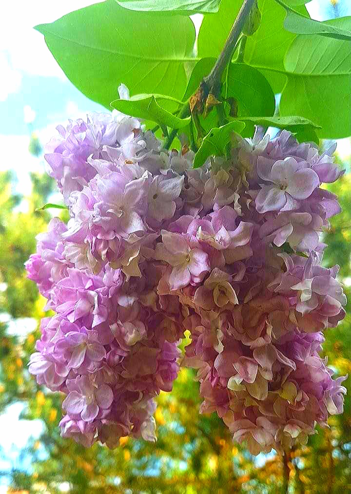 Персидская сирень