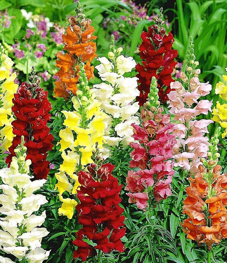 Львинный зев