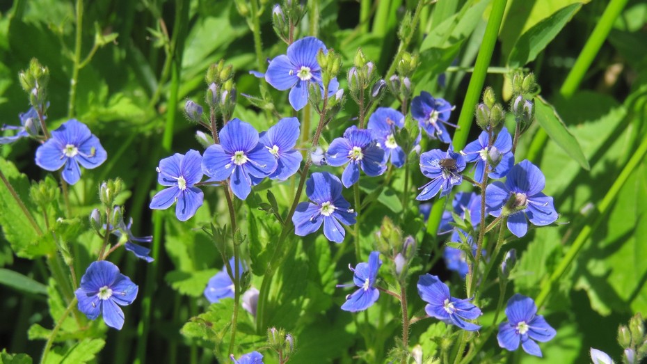 Вероника дубравная