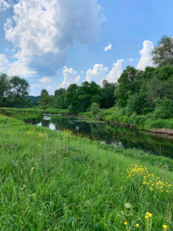 В речке чистая водица