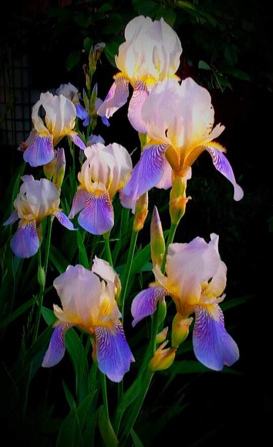 Июньские деньки