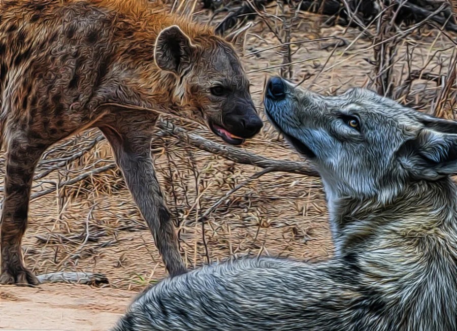 This jackal's in a bit of a flap! Incredible pictures show hunter fail to snap u