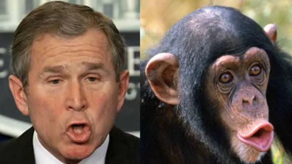 люди похожие на зверей. какая обезьяна похожа на человека. гарет бэйл обезьяна. артисты похожие на животных. какая обезьяна похожа на человека.