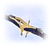 Игорь Муханов. Метаморфозы нового времени