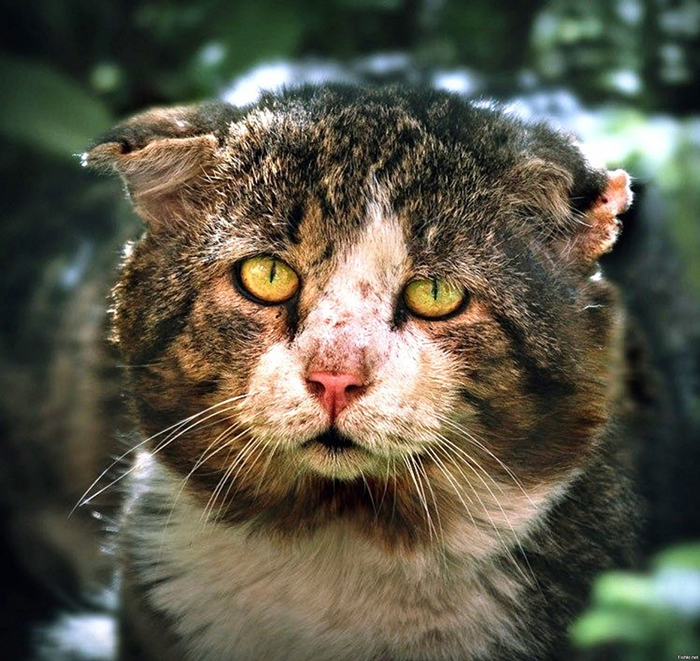 Она тихонько шла промозглым серым утром...