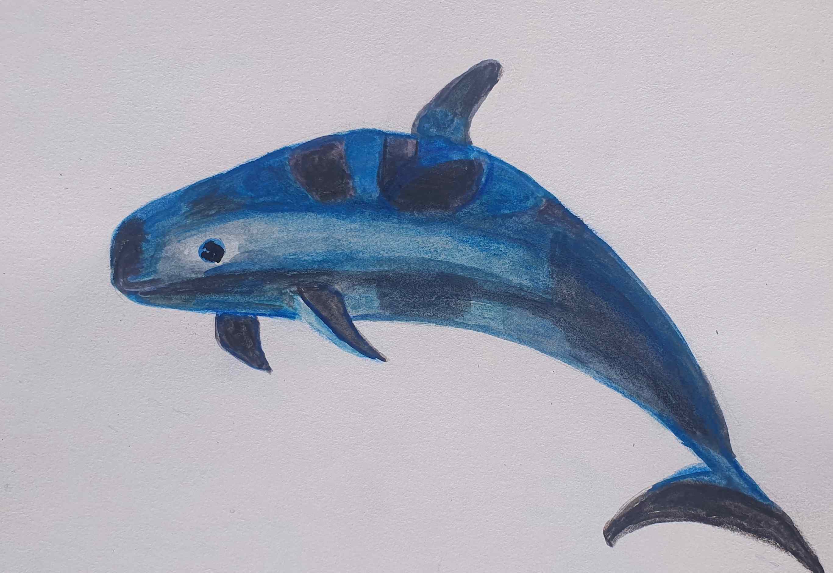 Свинья морская калифорнийская