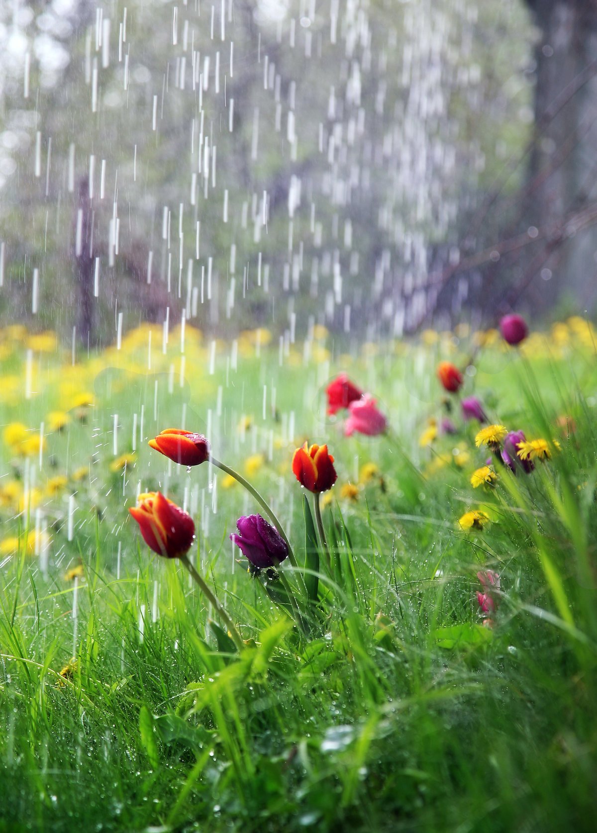 Утро дождь картинки. Весенний дождь. Летний дождь. Лето дождь. Дождливая Весна.