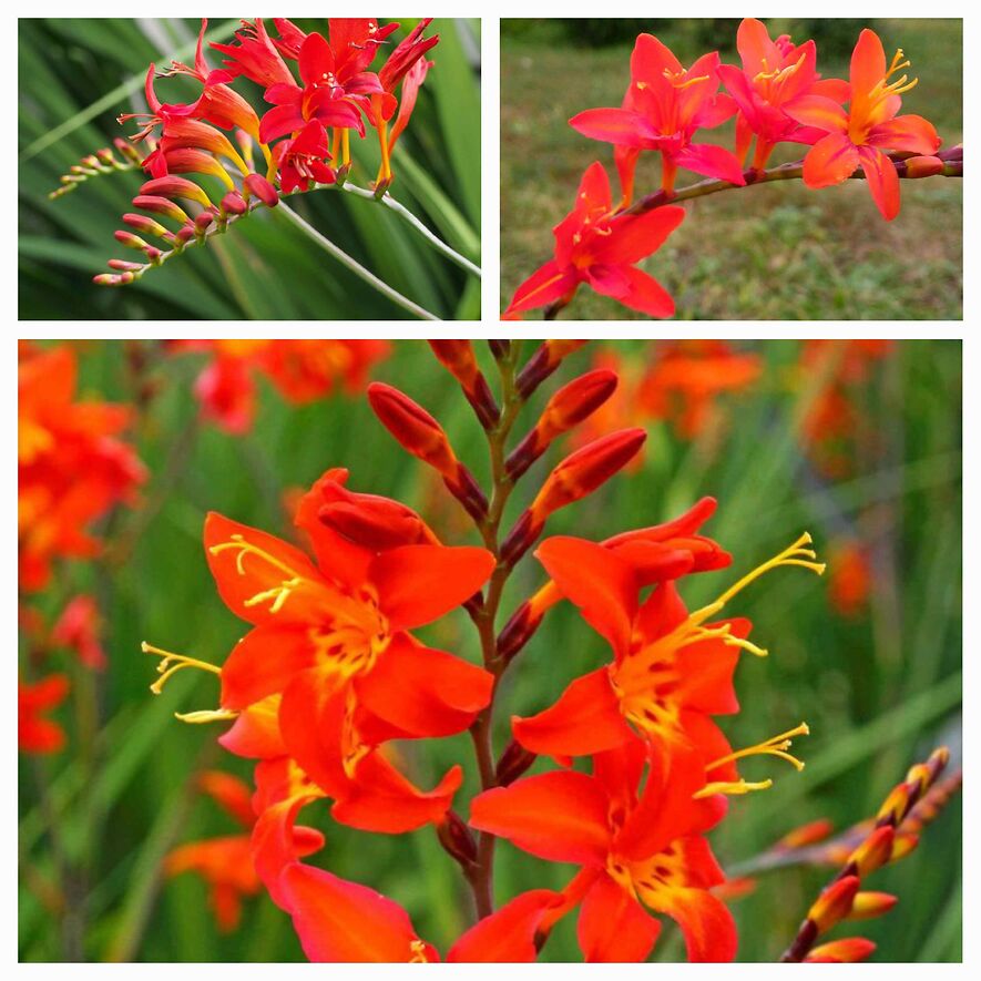 Крокосмия обыкновенная