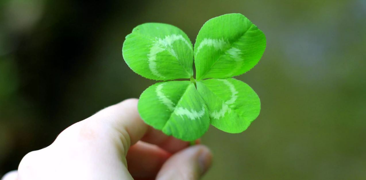 Дикий клевер